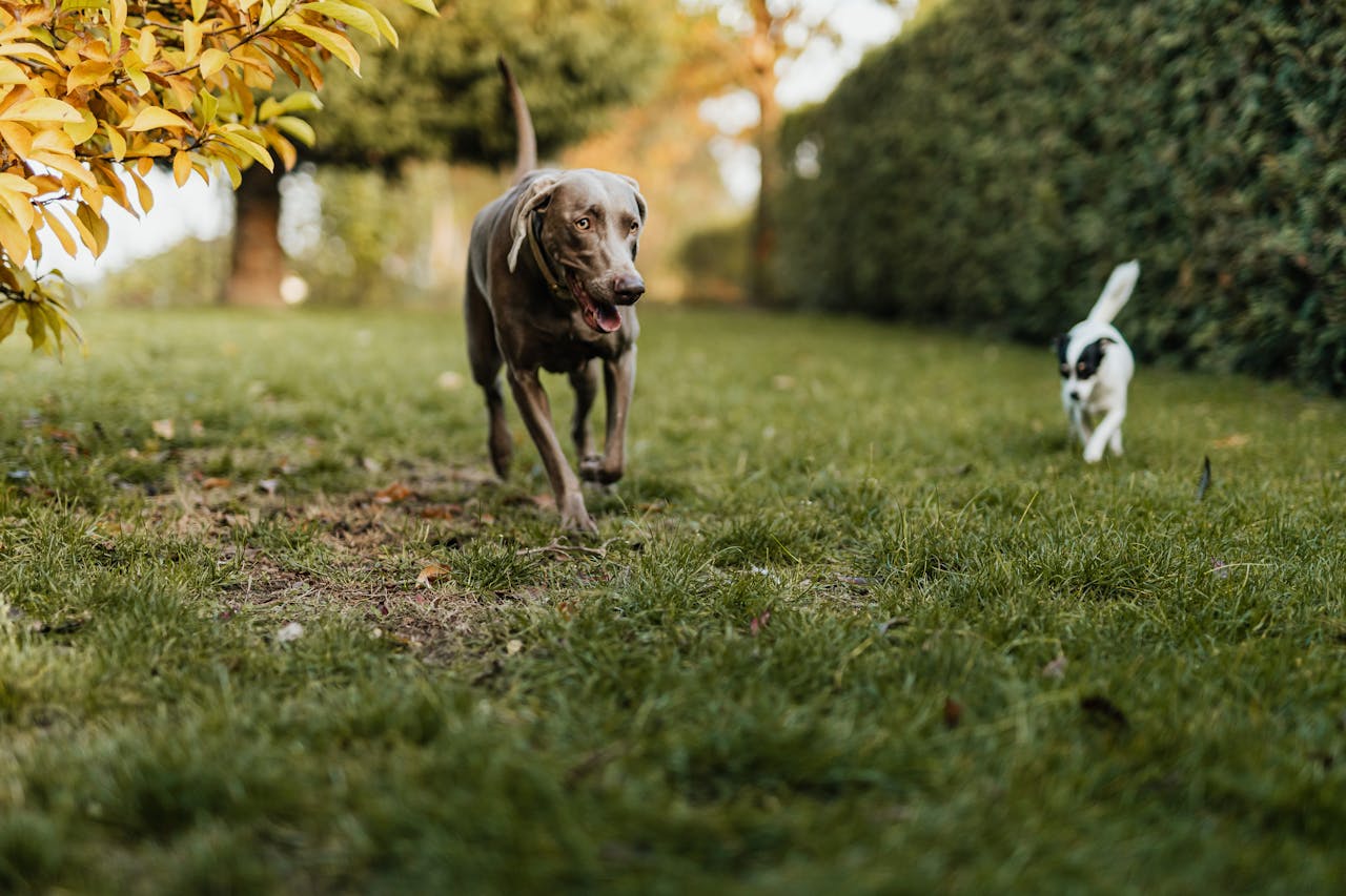 Weimaraner and Terrier dogs playing on a grassy field surrounded by autumn foliage.