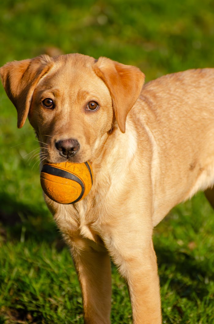 Adorable Labrador puppy with a ball in mouth on a green lawn.